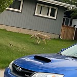 Coyote Sightings and Concerns at 6115 Touchwood Dr NW