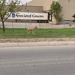 Coyote Sightings and Concerns at 4683 68 Av SE