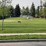 Coyote Sightings and Concerns at 10 St Julien Dr SW