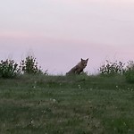 Coyote Sightings and Concerns at 27 Signal Ridge Pl SW
