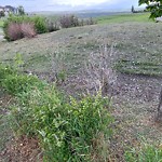Shrubs, Flowers, Leaves Maintenance in a Park at 150 Cranarch Cl SE