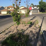 Mowing - Residential Boulevard up to 50km/h at 159 Sandarac Dr NW