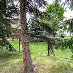 Tree Maintenance - City Owned at 63 Douglas Glen Pl SE