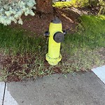 Fire Hydrant Concerns at 98 Varsity Estates Cl NW