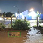 Coyote Sightings and Concerns at 525 17 Av NW