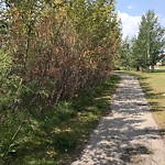 Shrubs, Flowers, Leaves Maintenance in a Park-WAM at 23 Copperfield Cl SE