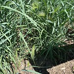 Shrubs, Flowers, Leaves Maintenance in a Park-WAM at 930 16 Av SW