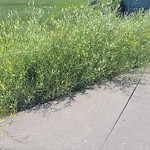 DO NOT USE - Mowing in a Park - Residential Boulevard up to 50km/h-WAM at 204 Sage Meadows Pa NW