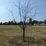 Shrubs, Flowers, Leaves Maintenance in a Park-WAM at 2120 20 Av NW