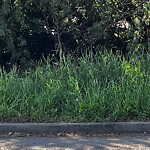 DO NOT USE - Mowing in a Park - Residential Boulevard up to 50km/h-WAM at 3309 8 Av SW