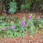 Shrubs, Flowers, Leaves Maintenance in a Park-WAM at 7943 48 Av NW