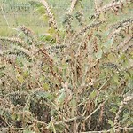 Shrubs, Flowers, Leaves Maintenance in a Park-WAM at 1500 144 Av NW