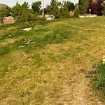 DO NOT USE - Mowing in a Park - Residential Boulevard up to 50km/h-WAM at 55 Sierra Morena Wy SW