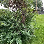 Shrubs, Flowers, Leaves Maintenance in a Park-WAM at 112 40 Av SW