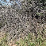 Shrubs, Flowers, Leaves Maintenance in a Park-WAM at 15 Panatella Cl NW