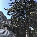 Tree Maintenance - City Owned at 1613 18 Ave NW Northwest Calgary