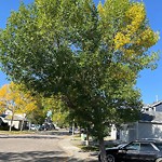 Tree Maintenance - City Owned at 18 Douglas Glen Ci SE