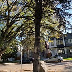 Tree Maintenance - City Owned at 911 Remington Rd NE