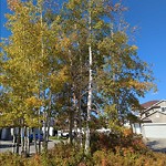 Tree Maintenance - City Owned at 375 Millrise Sq SW