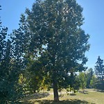 Tree Maintenance - City Owned at 78 Citadel Crest Ci NW