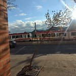 Tree Maintenance - City Owned at 282 14 Av SE