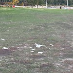 In a Park - Litter Pick Up or Overflowing Park Bins at 750 9 Av SE