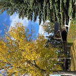 Tree Maintenance - City Owned at 118 Varsity Estates Bay NW Northwest Calgary