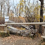 Fence Concern in a Park-WAM at 8328 51 Av NW