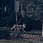 Coyote Sightings and Concerns at 55 Mckinley Wy SE