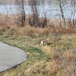 Coyote Sightings and Concerns at 204 Copperpond Ci SE