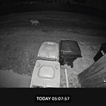 Coyote Sightings and Concerns at 47 Somervale Dr SW