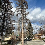 Tree Maintenance - City Owned at 2205 24 Av NW