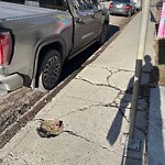Sidewalk or Curb - Repair at 4034 16 St SW