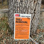 Tree Maintenance - City Owned at 139 Ferncliff Cr SE