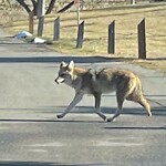 Coyote Sightings and Concerns at 5755 Maidstone Cr NE