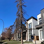 Tree Maintenance - City Owned at 3112 14 Av SW