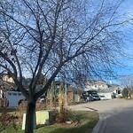 Tree Maintenance - City Owned at 343 Millview Pl SW