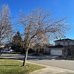 Tree Maintenance - City Owned at 72 Scandia Hl NW