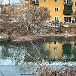 Beaver Sightings and Concerns at 2337 Erlton Pl SW