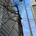 Tree Maintenance - City Owned at 606 6 St SW