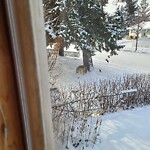 Coyote Sightings and Concerns at 7520 Hunterfield Rd NW