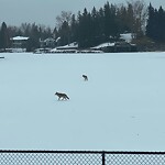 Coyote Sightings and Concerns at 1079 Lake Placid Dr SE