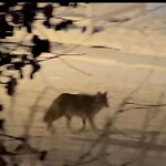 Coyote Sightings and Concerns at 10919 Maplecreek Dr SE
