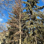 Tree Maintenance - City Owned at 3636 4 St SW