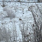 Coyote Sightings and Concerns at 3 Westpark Pl SW