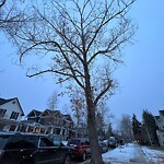 Tree Maintenance - City Owned at 2022 8 Av SE