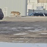 Coyote Sightings and Concerns at 5160 Skyline Wy NE