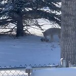 Coyote Sightings and Concerns at 124 Harvest Park Wy NE
