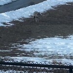 Coyote Sightings and Concerns at 87 Sherview Pt NW