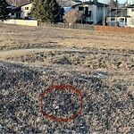 Coyote Sightings and Concerns at 320 Hunterbrook Pl NW